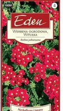 Zdjęcie Werbena Ogrodowa Małgosia Krwistocze Eden - Twardogóra