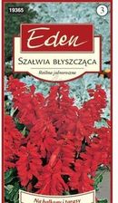 Zdjęcie Szałwia Błyszcząca Czerwona Czardasz Eden - Lublin