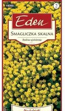 Zdjęcie Smagliczka Skalna Żółta Kwiaty Eden - Tychy