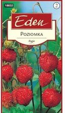 Zdjęcie Poziomka Rugia Eden - Pieszyce