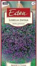 Zdjęcie Lobelia Zwisła Niebieska Kwiaty Eden - Twardogóra