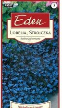 Zdjęcie Lobelia / Stroiczka Niebieska Blue Carpet Eden - Chojnów