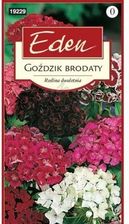 Zdjęcie Goździk Brodaty Mieszanka Kwiaty Eden - Dobre Miasto