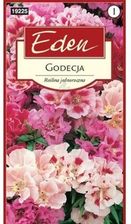 Zdjęcie Godecja Mieszanka Kwiaty Eden - Chojnów