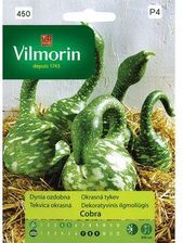 Zdjęcie Vilmorin Garden Dynia Ozdobna Cobra - Dobre Miasto