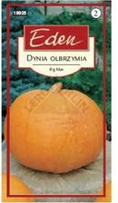 Zdjęcie Dynia Olbrzymia Big Max Eden - Olkusz