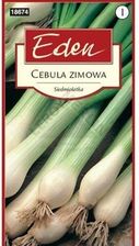 Zdjęcie Cebula Zimowa Siedmiolatka Eden - Wrocław