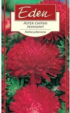 Zdjęcie Aster Chiński Peoniowy Stanisław Eden - Wrocław