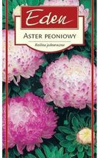 Zdjęcie Aster Chiński Poeniowy Anielka Eden - Wolsztyn