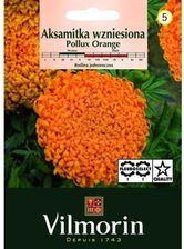 Zdjęcie Aksamitka Wzniesiona Hawaii Eden - Chojnów