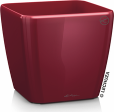 Lechuza Donica Quadro Ls Czerwona Scarlet Red 3-16127