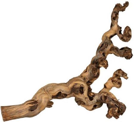 Trixie Korzenie Winorośla 5 Szt. Piaskowane 30-40 Cm