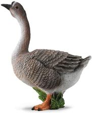 Zdjęcie Collecta Farma Gąsior (88571) - Chojna