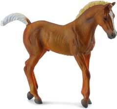 Zdjęcie Collecta Konie Źrebię Chestnut Spacerujące  - Miłakowo