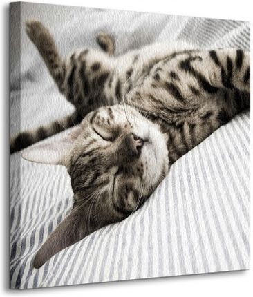 Śpiący Kot - Obraz na płótnie CKS0469