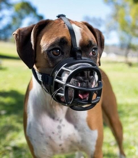 Baskerville Ultra Muzzle Kaganiec Fizjologiczny Czarny Rozmiar 6 (Xxl) - zdjęcie 2 Baskerville Ultra Muzzle Kaganiec Fizjologiczny Czarny Rozmiar 6 (Xxl)
