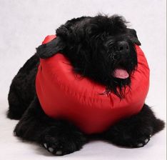 Zdjęcie Grande Finale Kołnierz pooperacyjny rozmiar 4 - Poznań