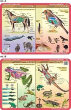 Zdjęcie Anatomia Zwierząt - Podkładka Edukacyjna Nr 053 - Gryfice