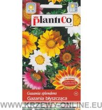 Zdjęcie Plantico gazania Błyszcząca Mix 0,3g - Łosice
