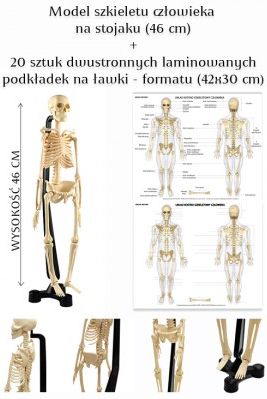 Pomoc Dydaktyczna Szkielet Człowieka 46 Cm Model + Podkładki ...