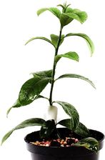 Zdjęcie Ręka Buddy sadzonka - Częstochowa