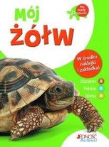 Zdjęcie Mój żółw - Sierpc