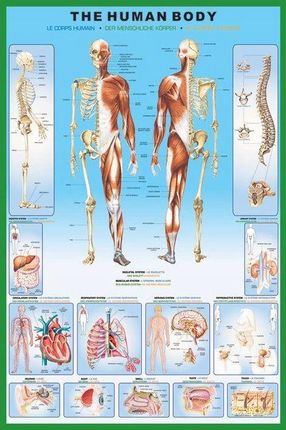 Anatomia Człowieka - Szkielet - plakat 