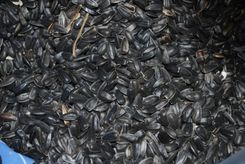 Zdjęcie BadaPak Słonecznik czarny drobny 1 kg - Nowe Miasto nad Pilicą