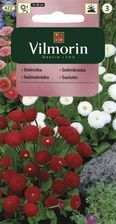 Zdjęcie Vilmorin Stokrotka Pomponowa Mix 0,1g - Pruszków