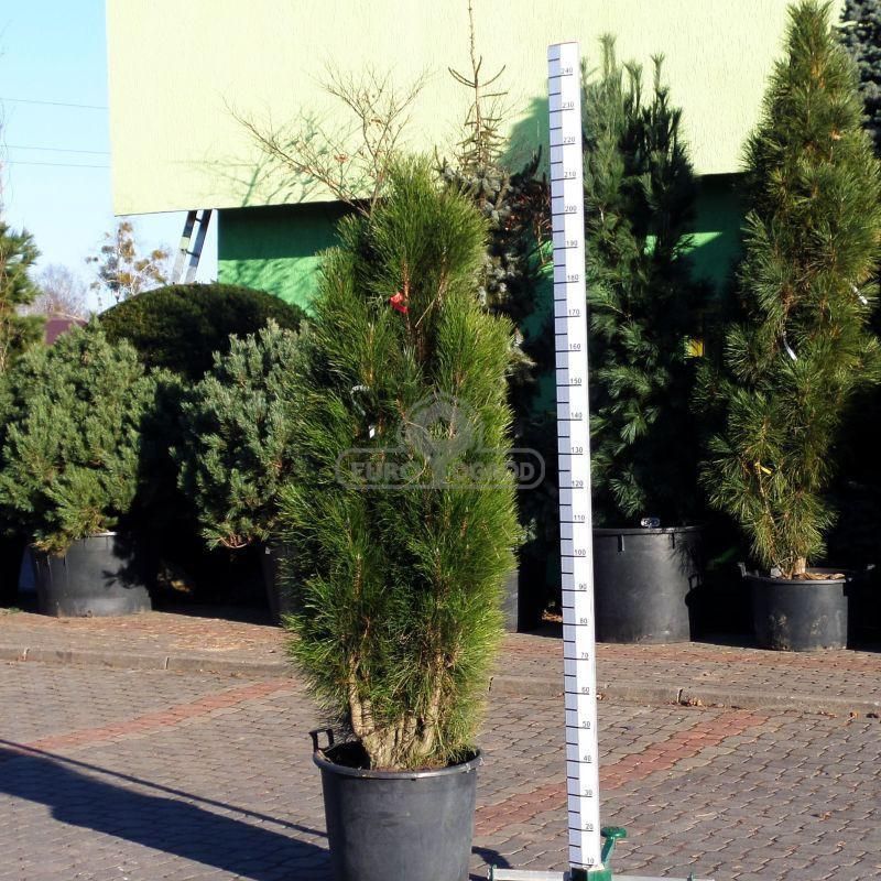 Sosna czarna 'Green Tower' (Pinus nigra 'Green Tower') - Ceny i opinie ...