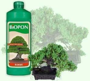 japanese larch bonsai Japanese Larch Bonsai Starters main image 1