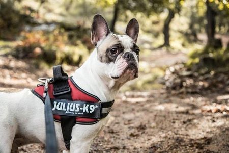 Julius K9 Harness Trixie Julius-K9, 16IDC-C, IDC-Powergeschirr