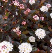 Zdjęcie Pęcherznica kalinolistna 'Diabolo'   ( Physocarpus opulifolius 'Diabolo'  ) - Łuków