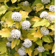 Zdjęcie Pęcherznica kalinolistna 'Luteus' ( Physocarpus opulifolius 'Luteus' ) - Zwoleń