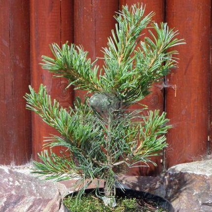chrysal bonsai dnger ProviPlant Bonsai-Dnger: Fr Indoor- & Outdoor Bonsai-Bume