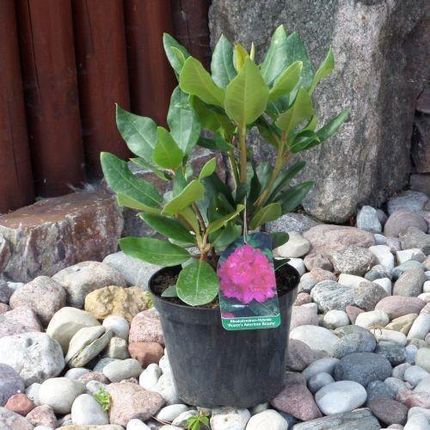 Ranecznik 'Pearce`s American Beauty' (Rhododendron 'Pearce`s American  Beauty') - Ceny i opinie - Ceneo.pl