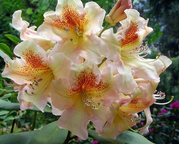 rhododendron mit kleinen blten Zwerg-Rhododendron 'Graziella'  Rhododendron ponticum, ca. 50 cm