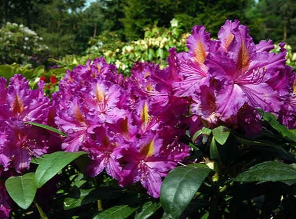 Rhododendron LIBRETTO 4 l - Ceny i opinie - Ceneo.pl