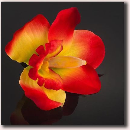 W3 Storczyk Cymbidium - główka Red/Yellow sztuczne kwiaty - główka w pąku
