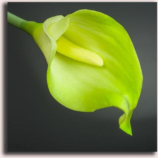 K365 Kwiat Kalla Guma Green Exsclusive Sztuczne Kwiaty Kalia Opinie I Atrakcyjne Ceny Na Ceneo Pl