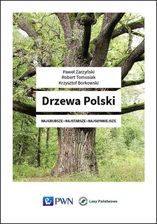 Zdjęcie Drzewa polski - Gdynia