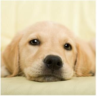 Golden retriever puppy - reprodukcja