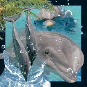 CORNELI BEN Magnes 3D Delfin