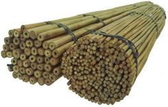 Zdjęcie Dixie Store Tyczki Bambusowe 60 Cm 8/10 Mm /500 Szt/ (34) - Kołaczyce
