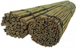 Zdjęcie Dixie Store Tyczki Bambusowe 180 Cm 18/20 Mm /100 Szt/ (101) - Przeworsk