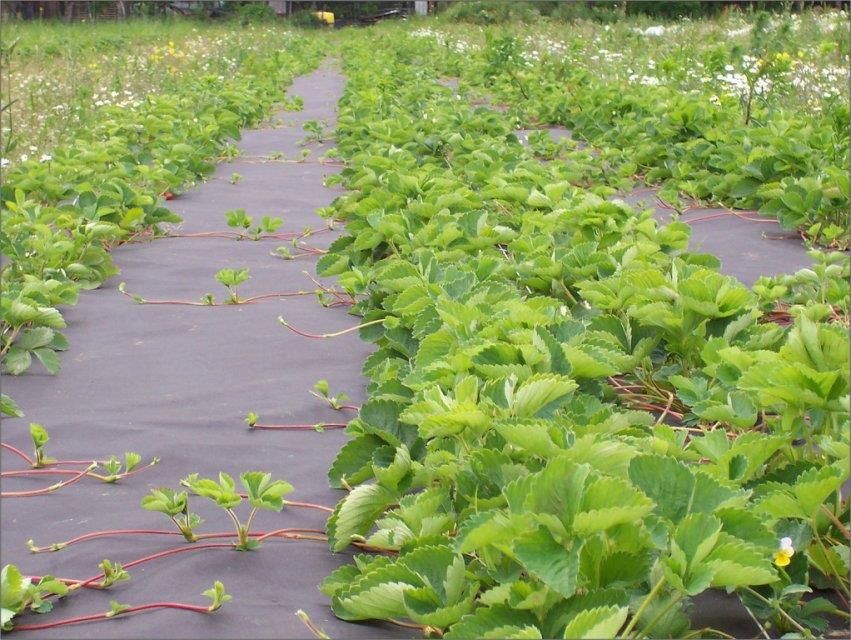 Укрывной для клубники от сорняков. Агроткань спанбонд. Мульчирование агроспаном. Агроспан для клубники. Клубника мульчирование спа.