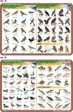 Zdjęcie Podkładka edukacyjna biologia - zoologia 022 - Dębica