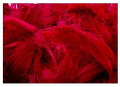 Zdjęcie BREWIS Piórka 7g  /P7-8/  czerwone - Puszczykowo