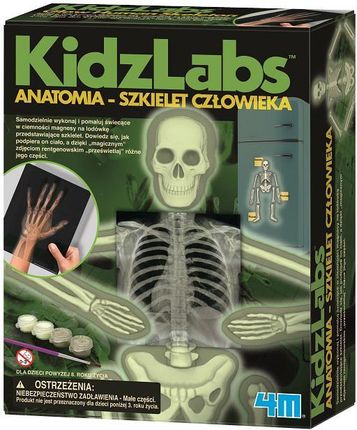 4M Anatomia szkielet człowieka 3375