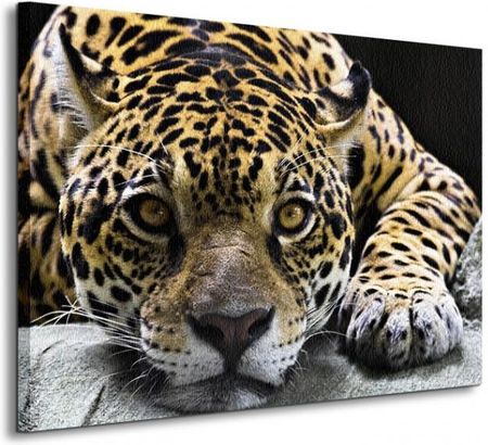 Jaguar - Obraz na płótnie